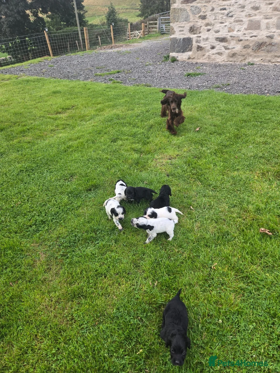 Cocker Spaniel dogs for sale: Reduced! Working cockers ready now!! - Advert 2