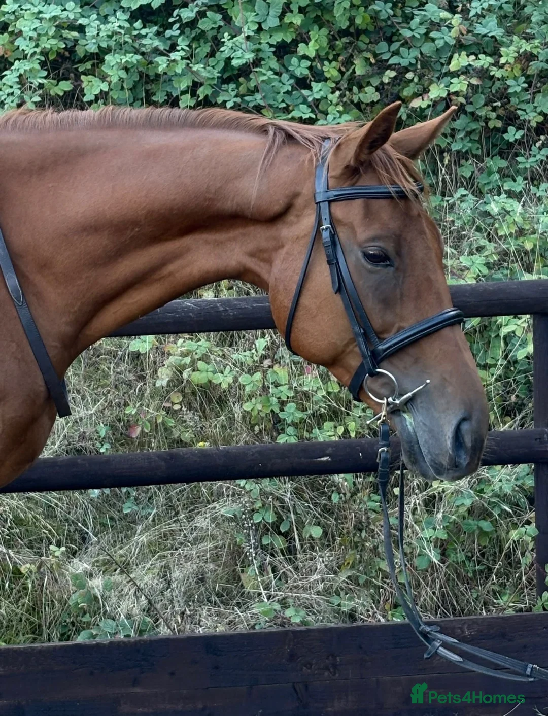 Irish Thoroughbred horses for sale: Ginger - Handsome hunter type gelding  - Advert 1