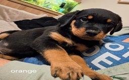 Rottweiler dogs for sale:  Beautiful Chunky Rottweiler puppies  - Image 13