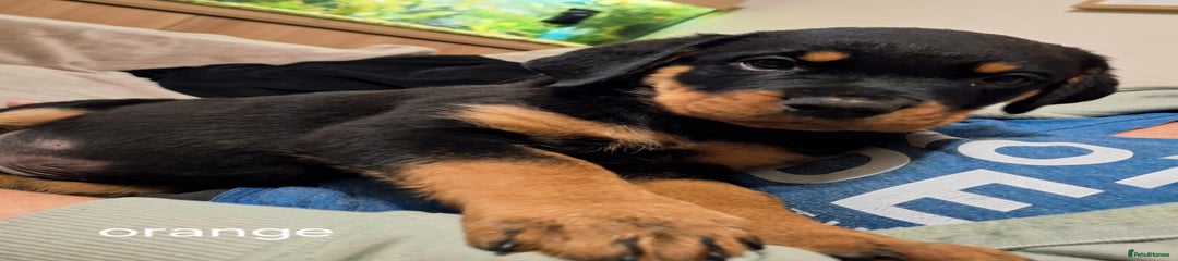 Rottweiler Puppy 3