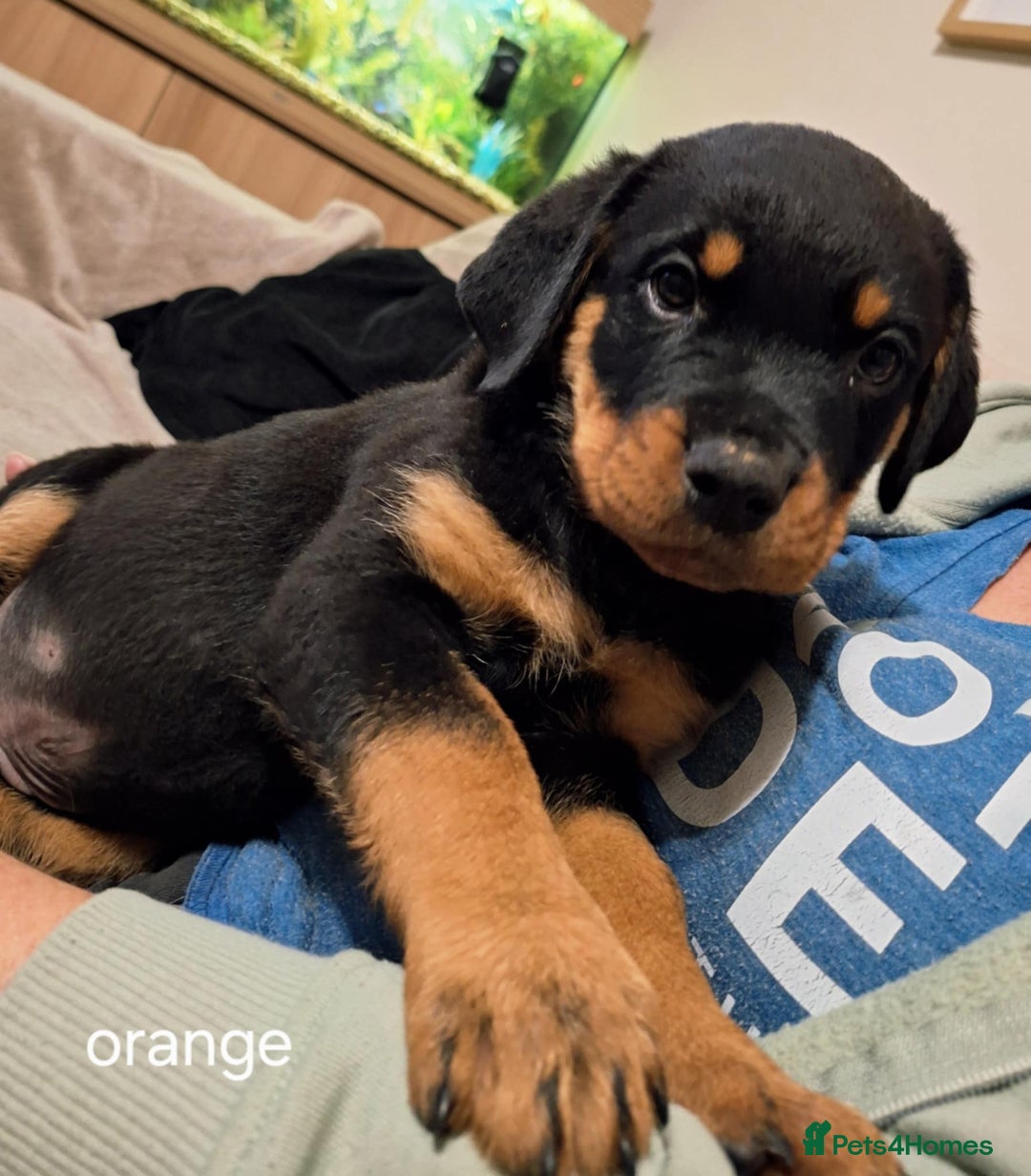 Rottweiler dogs for sale:  Beautiful Chunky Rottweiler puppies  - Image 13
