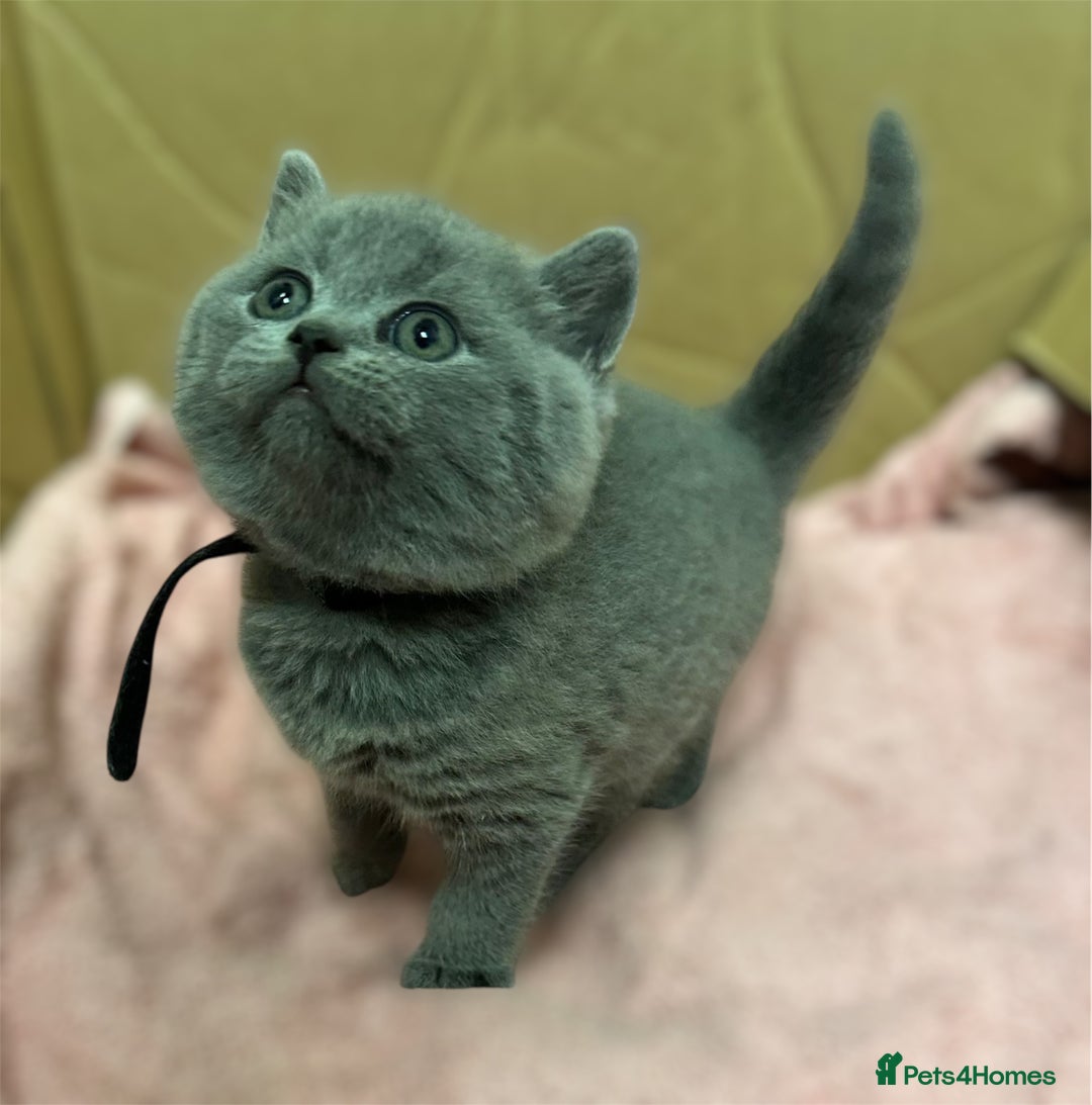 Scottish Fold cats for sale: SCOTTISH FOLD/STRAIGHT KITTENS  - Advert 8