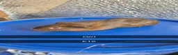 Guinea Pig rodents for sale: Baby Guniea Pigs - Advert 4