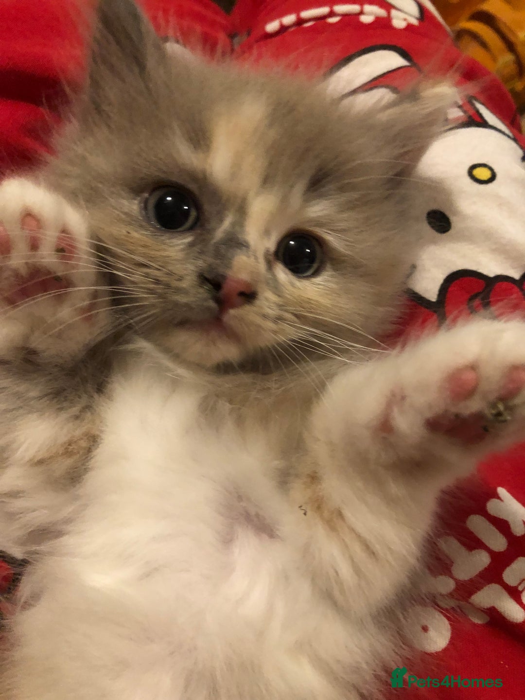 Ragdoll cats for sale: Tica Mink & Sepia Cherubim Ragdoll kittens. 2girls - Image 7