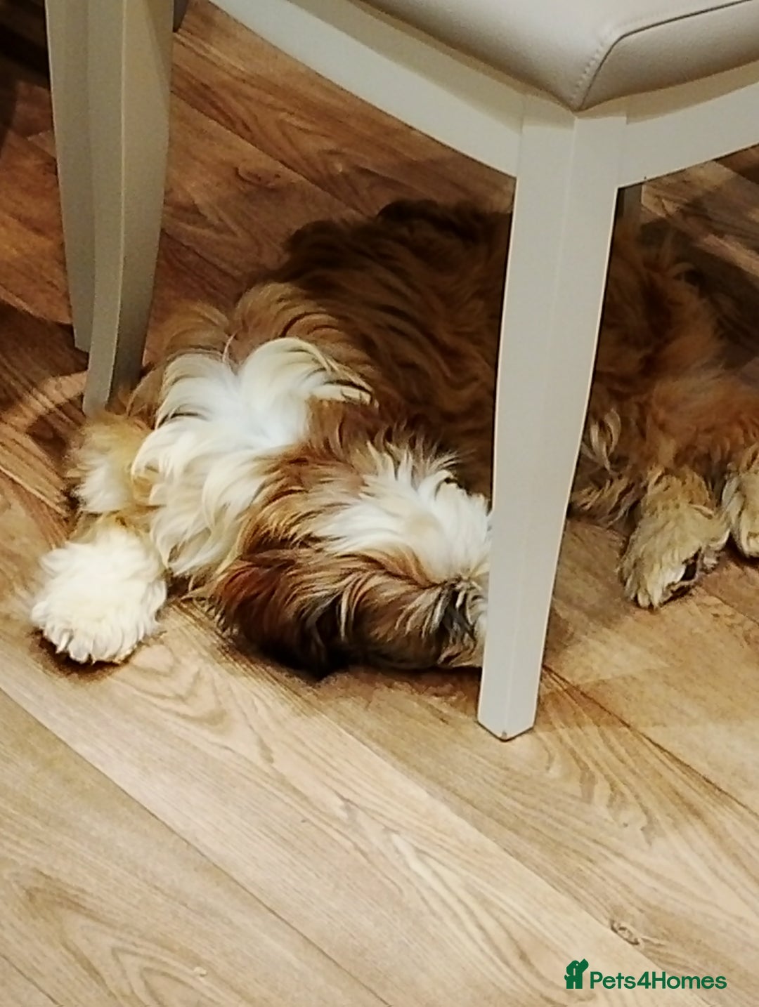 Tibetan Terrier dogs for sale: Tibetan terrier - Advert 2