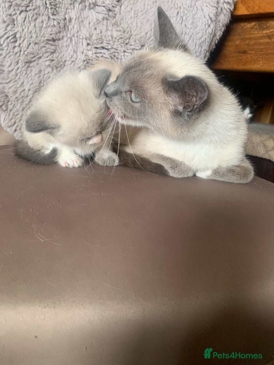 Persian cats for sale: Our cute adorable little female seal point  - Image 13
