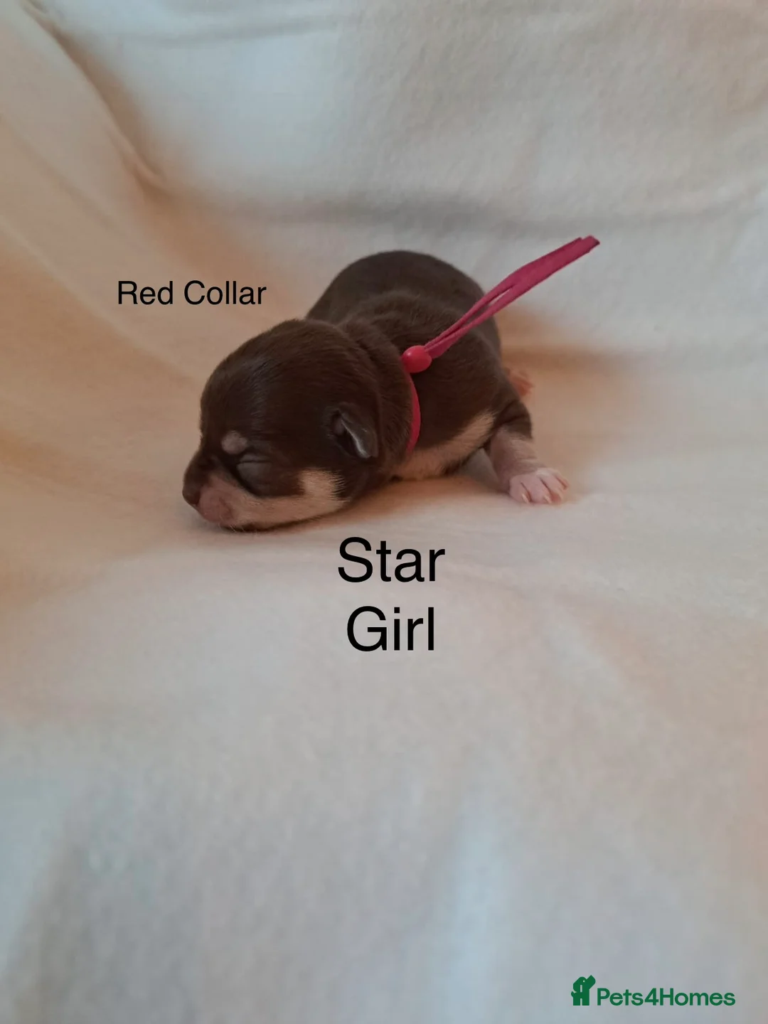 Chihuahua dogs for sale: Beautiful Chihuahua pups 1 Boy left  - Advert 6