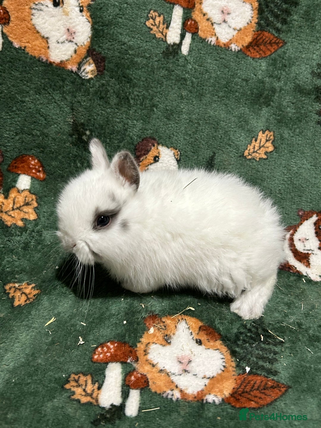 Netherland Dwarf rabbits for sale: Baby Netherlands Dwarf Bunnies  - Advert 5