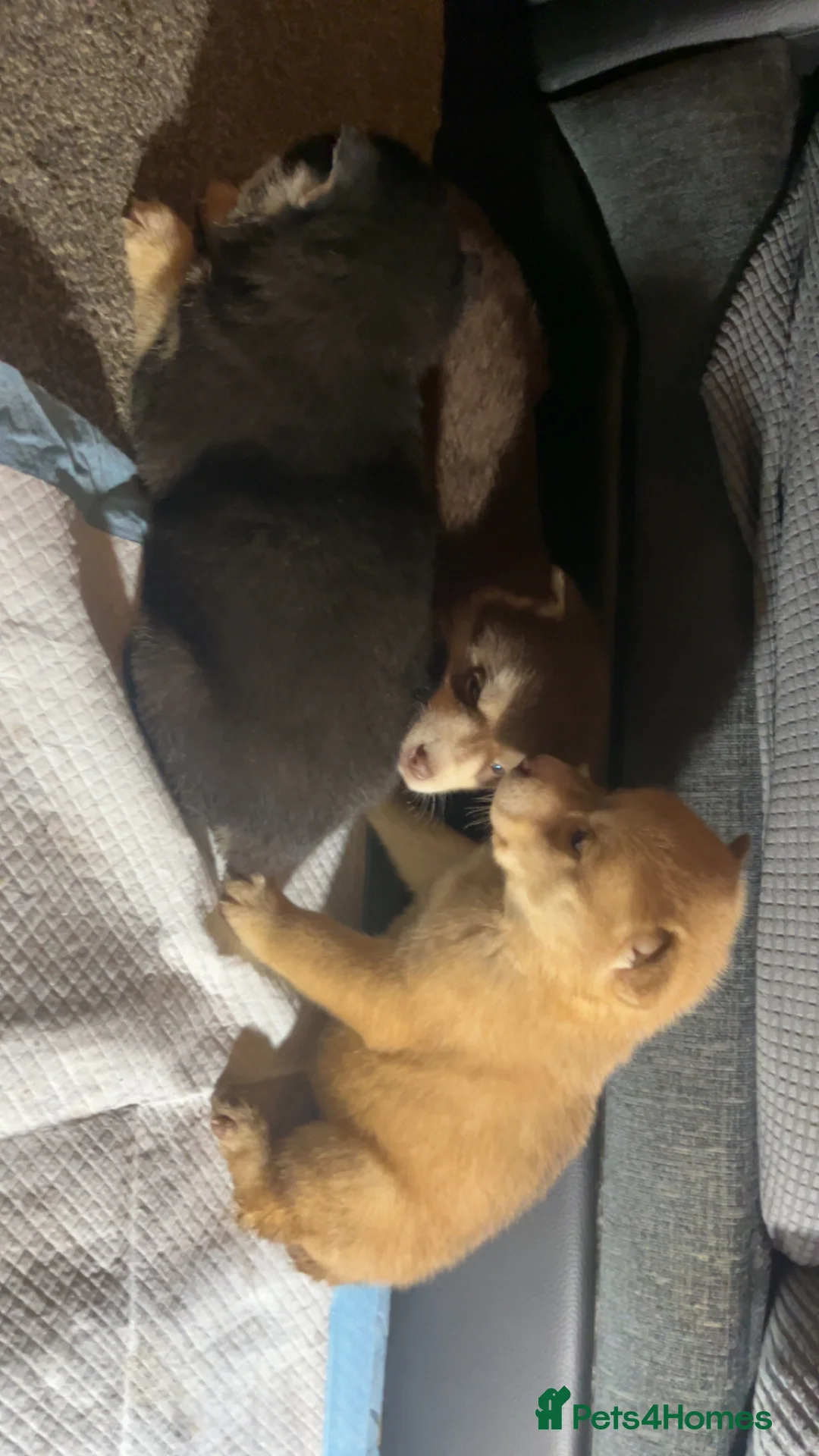 Siberian Husky dogs for sale: 7 husky pups - Advert 3