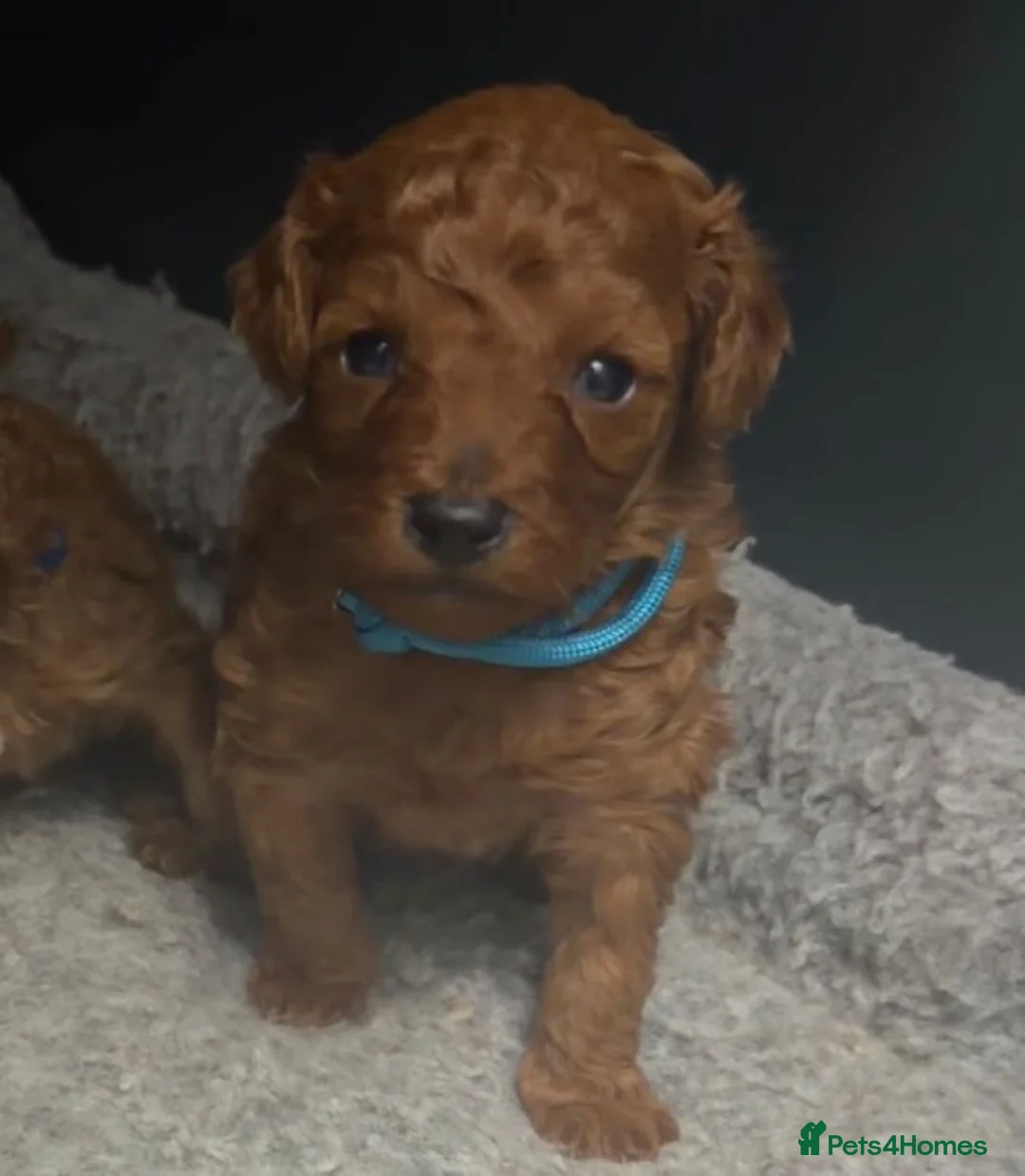 Toy Poodle dogs for sale: Toypoodle💙champion bloodline,kc,dna clear parent  - Advert 18