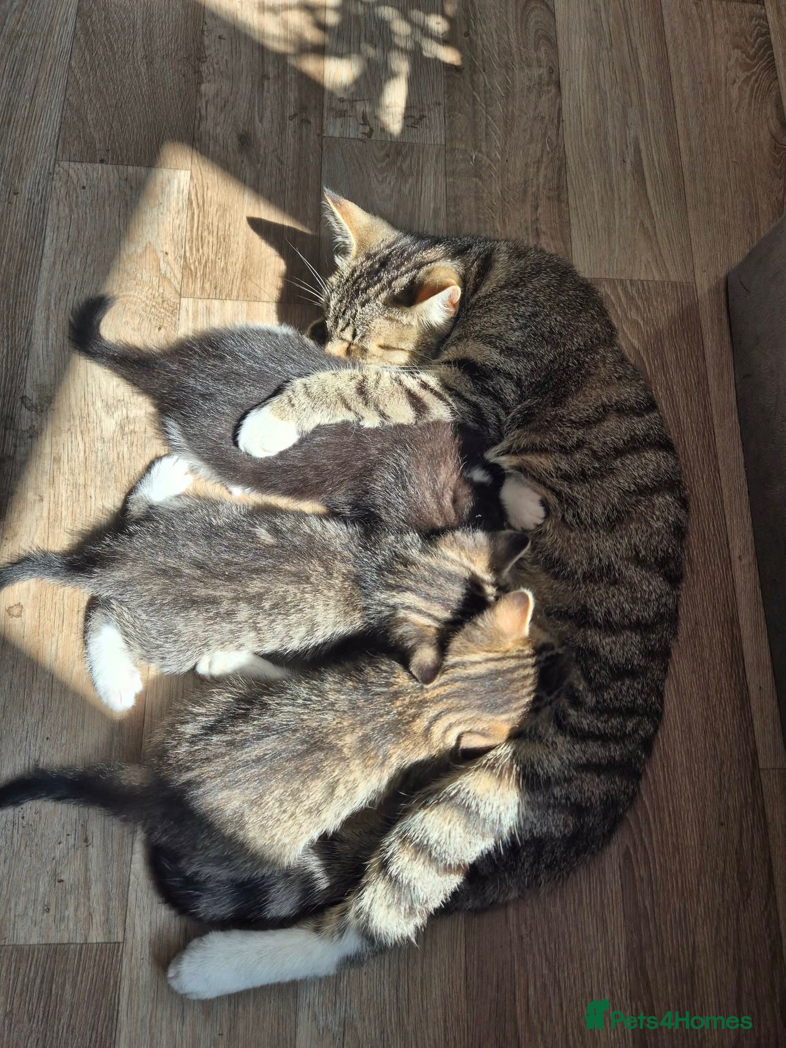 Domestic Shorthair cats 3 beautiful kittens - Advert 5