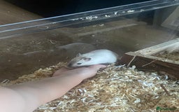 Gerbil rodents for sale: Free 2 male gerbils  - Image 7