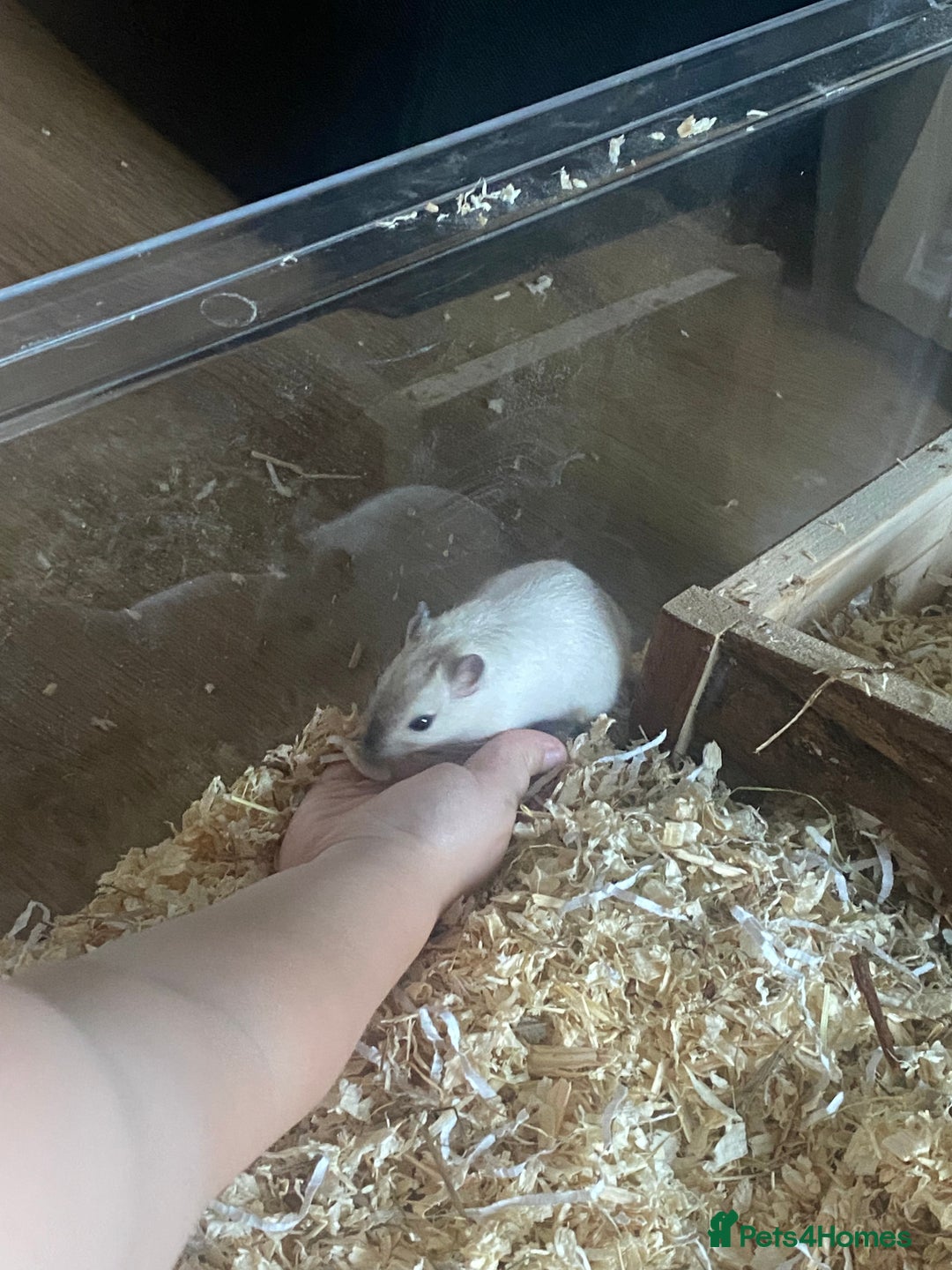 Gerbil rodents for sale: Free 2 male gerbils  - Image 7