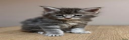 Maine Coon cats for sale: Stunning Maine Coon cross kittens - Advert 6