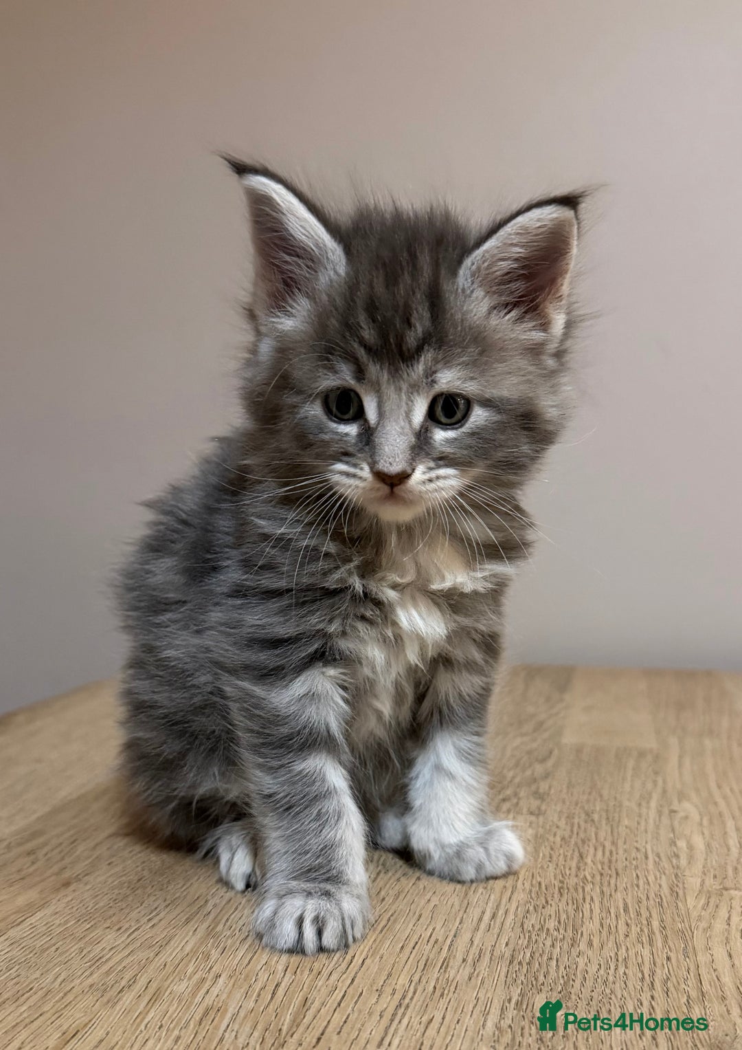 Maine Coon cats for sale: Stunning Maine Coon cross kittens - Advert 6