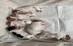 Cavalier King Charles Spaniel dogs for sale: Beautiful Blenheim King Charles spaniel pups   - Image 4