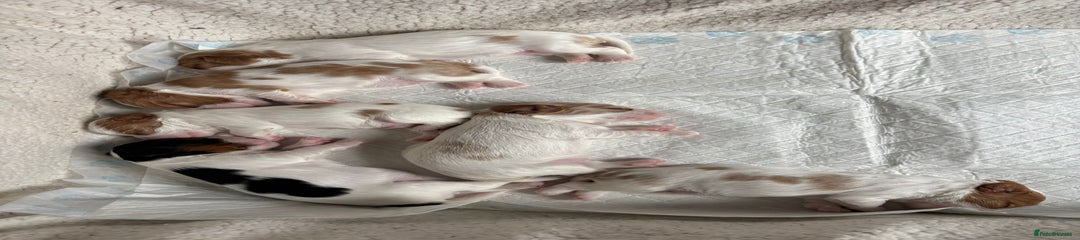 Cavalier King Charles Spaniel Puppy 1