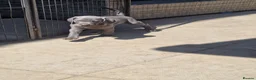 Weimaraner dogs for sale: Outstanding blue kc registered weimaraner puppies  - Advert 7