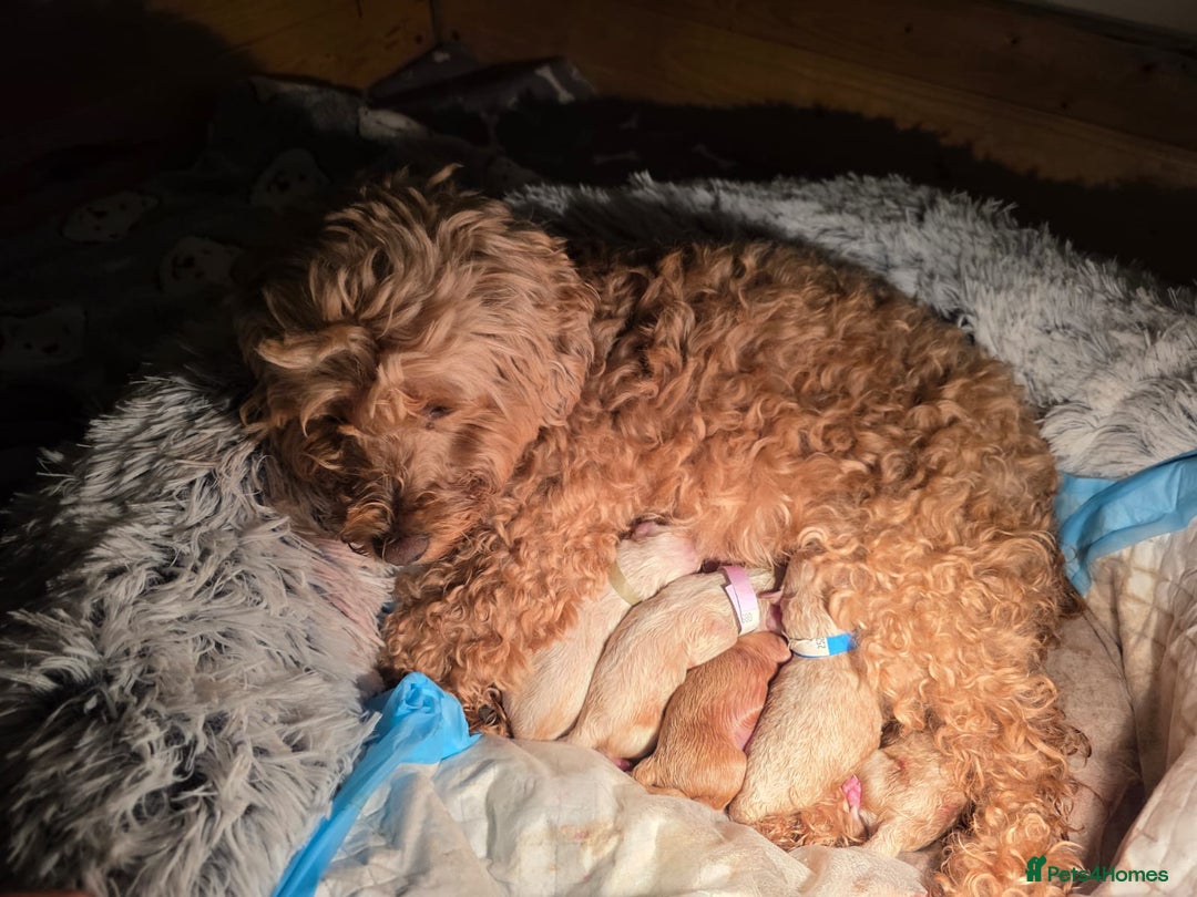 Mixed Breed dogs for sale: Gorgeous puppies for sale - Advert 12