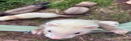 Ferret rodents for sale: Ferret kits  in Kidderminster - Advert 3