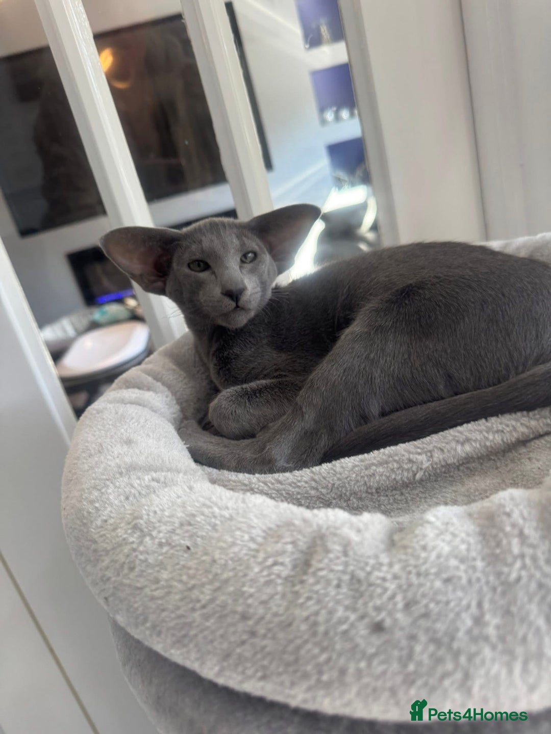 Oriental cats for sale: Stunning active blue girl Gccf registered  - Advert 9