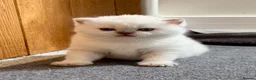 British Shorthair cats for sale: 🐾💙Beautifully Stunning GCCF BSH Kittens💙🐾 - Advert 32