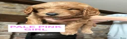 Goldendoodle dogs for sale: Outstanding F1 Standard GoldenDoodles - Advert 19