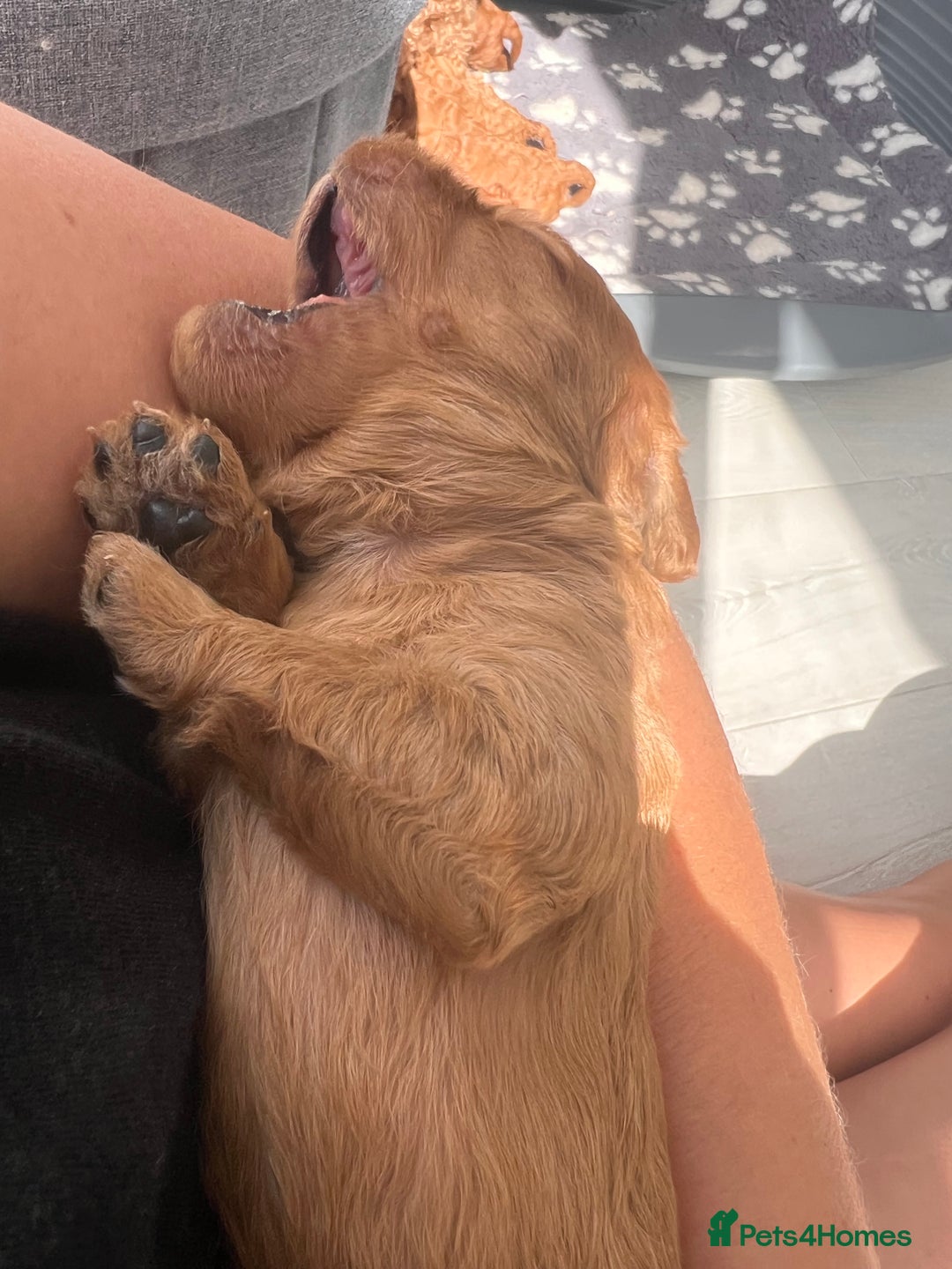 Cavapoo dogs for sale: ✨Cavapoo Puppies ✨ - Image 7