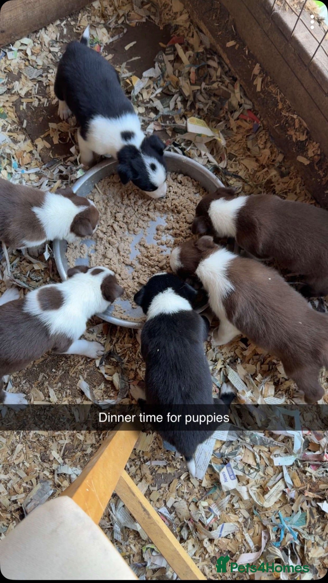 Border Collie dogs Beautiful Border Collie pups - Advert 7