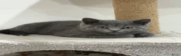 British Shorthair cats for sale: GCCF British shorthair boy “Ready now” - Advert 8