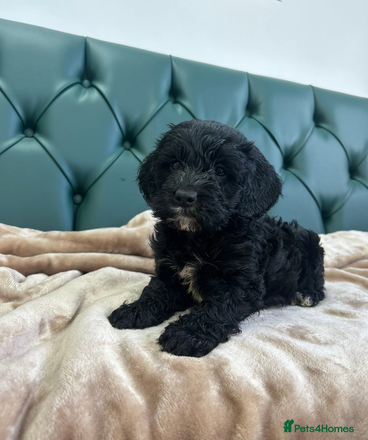 Cockapoo dogs Adorable Cockerpoo Puppy for Sale – Ready Now 🐾 - Advert 1