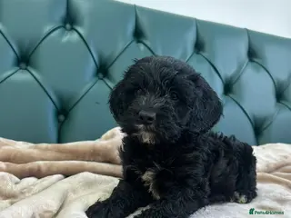 Cockapoo dogs Adorable Cockerpoo Puppy for Sale – Ready Now 🐾 - Advert 2