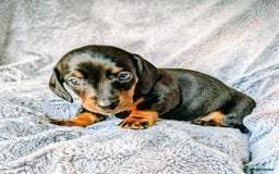 Miniature Dachshund dogs for sale: Genuine Short Haired Miniature Dachshund Puppies - Image 10