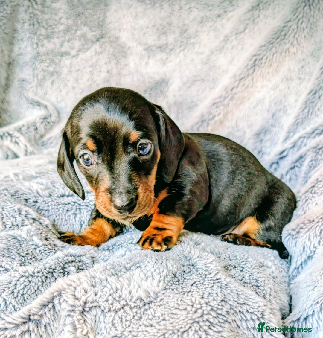 Miniature Dachshund dogs for sale: Genuine Short Haired Miniature Dachshund Puppies - Image 10