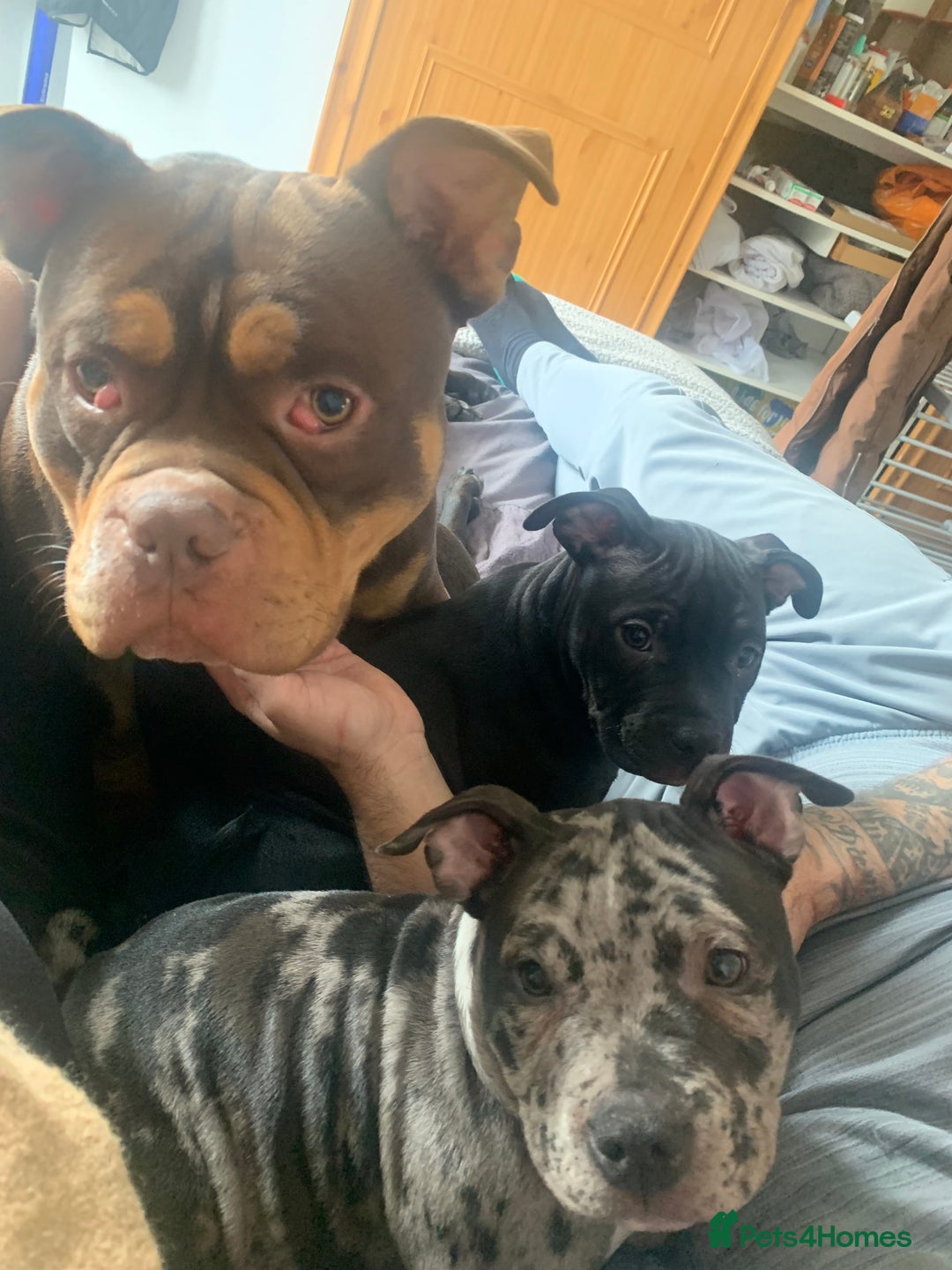 American Bully dogs for sale: Pocket bully pup - Image 3