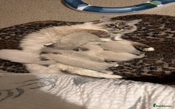 Ragdoll cats for sale: Ragdoll kittens  - Image 1