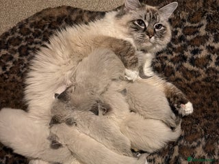 Ragdoll cats - Advert 15