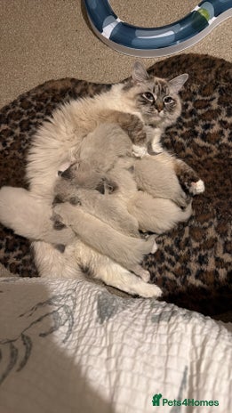 Ragdoll cats - Advert 15