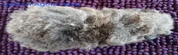Guinea Pig rodents for sale: Rex and Funky boars and sows - Advert 17