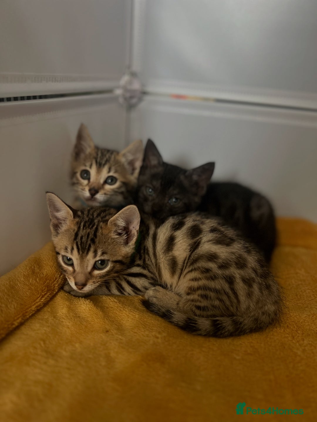 Bengal cats for sale: 3 Bengals for sale - Image 6