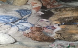 Mixed Breed cats for sale: Male part maincoon kittens - Image 3