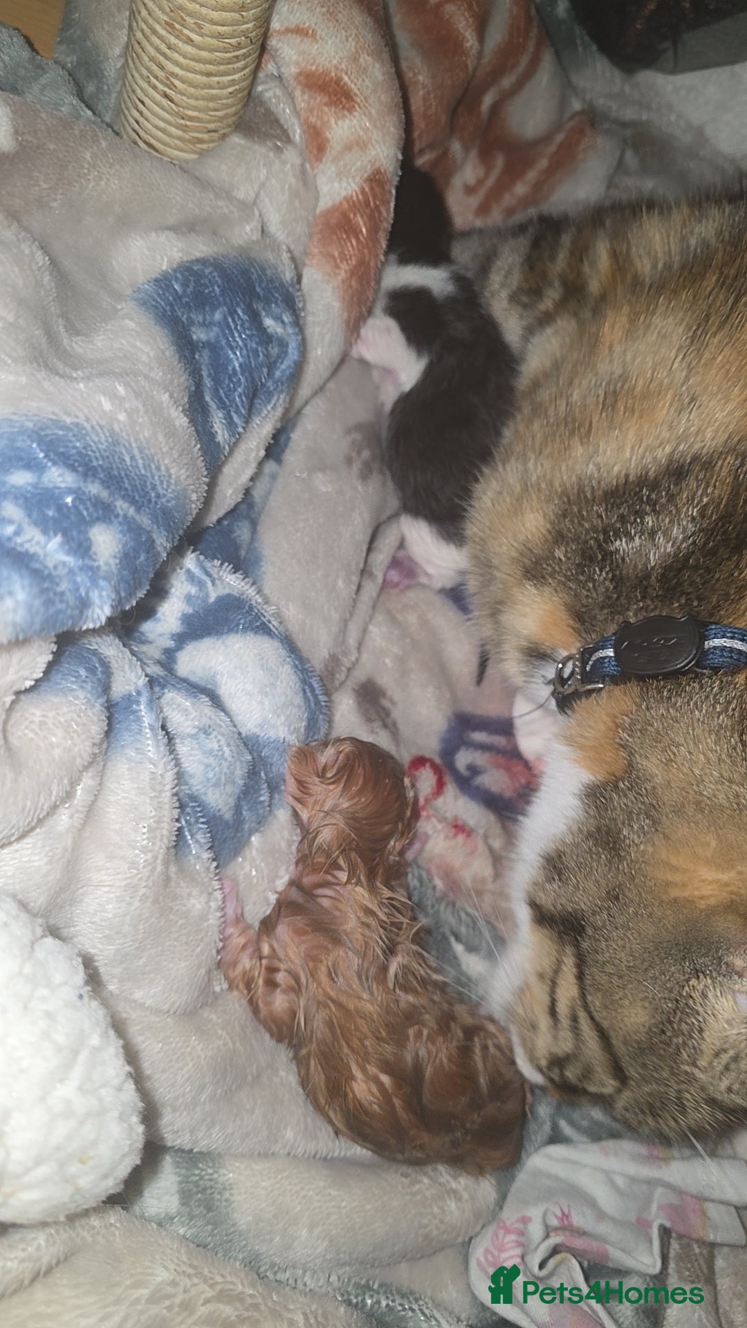 Mixed Breed cats for sale: Male part maincoon kittens - Image 3