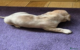 Mixed Breed dogs for sale: French wieners - Image 10