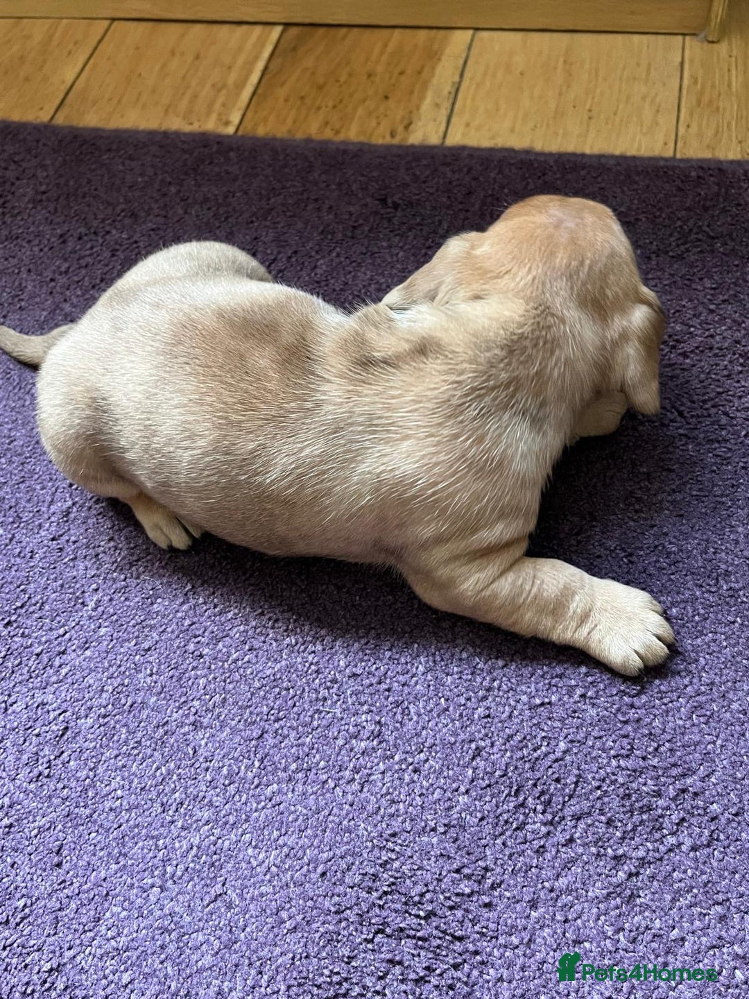 Mixed Breed dogs for sale: French wieners - Image 10