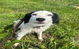 Mixed Breed dogs for adoption: Spotty - Norwich Norfolk  - Image 19
