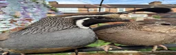 Quail poultry for sale: Pair of Californian quails for sale in London - Advert 2