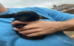 Mini Lop rabbits for sale: Mini lop babies  - Image 2