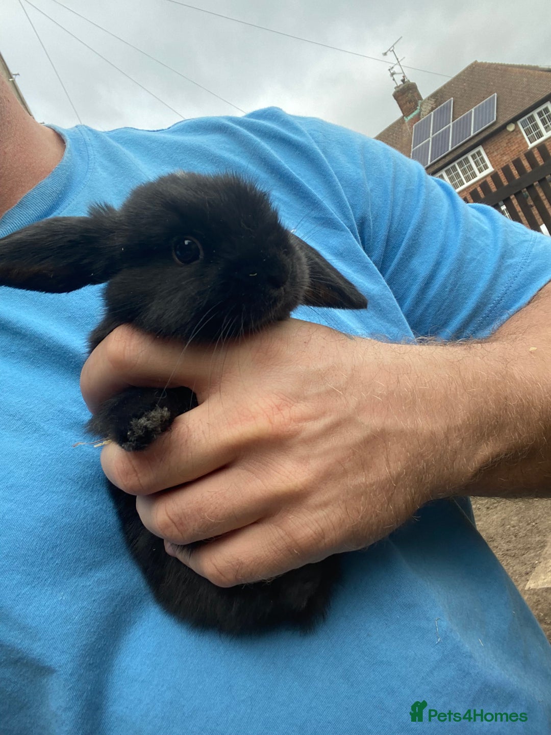 Mini Lop rabbits for sale: Mini lop babies  - Image 2