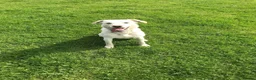 Labrador Retriever dogs for sale: Working lines including champions in pedigree Labs in Doncaster - Advert 5