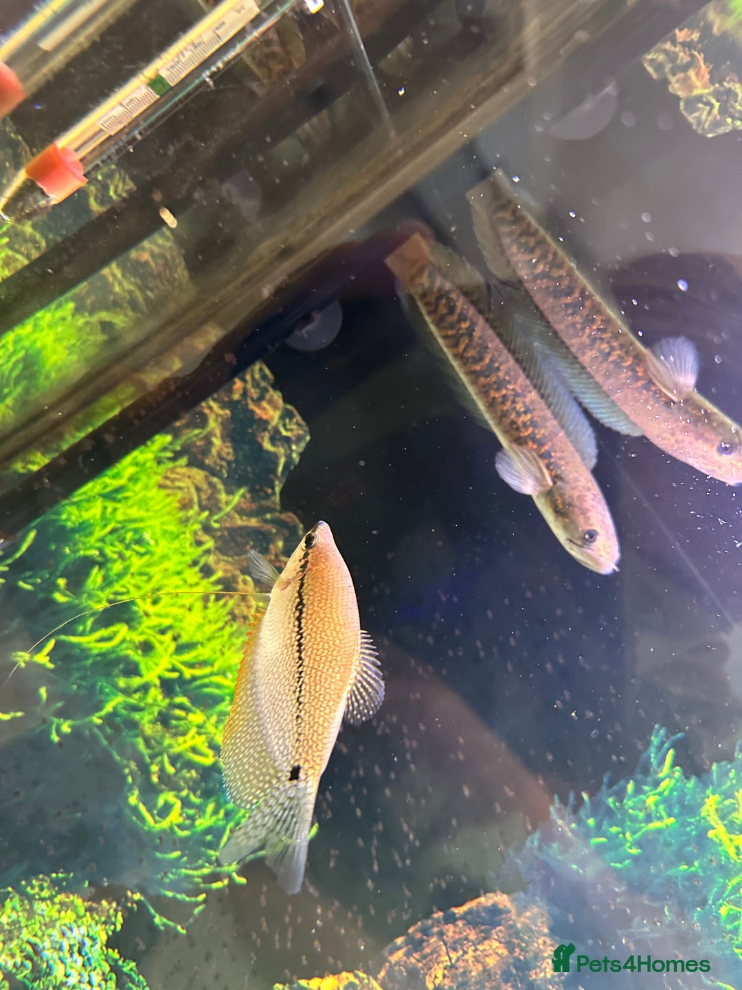 Cichlids fish for sale: Tropical fish  - Image 24